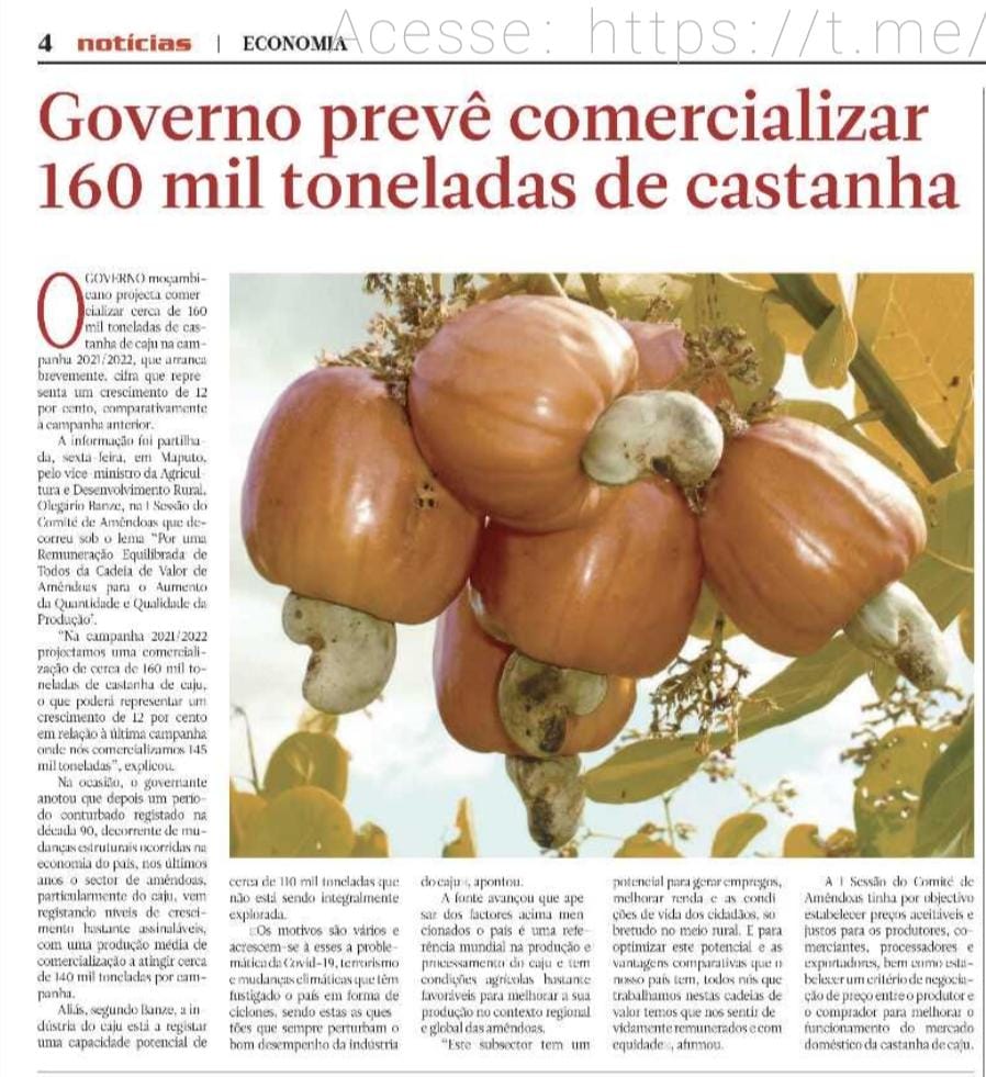O Governo Prevê comercializar 160 mil toneladas de castanha