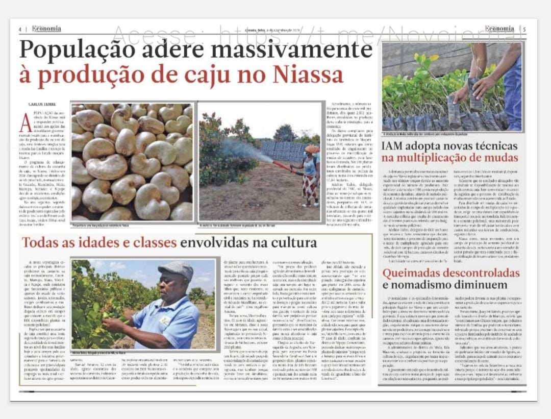 A População da Província de Niassa Adere Massivamente a Produção da Castanha do Caju.
