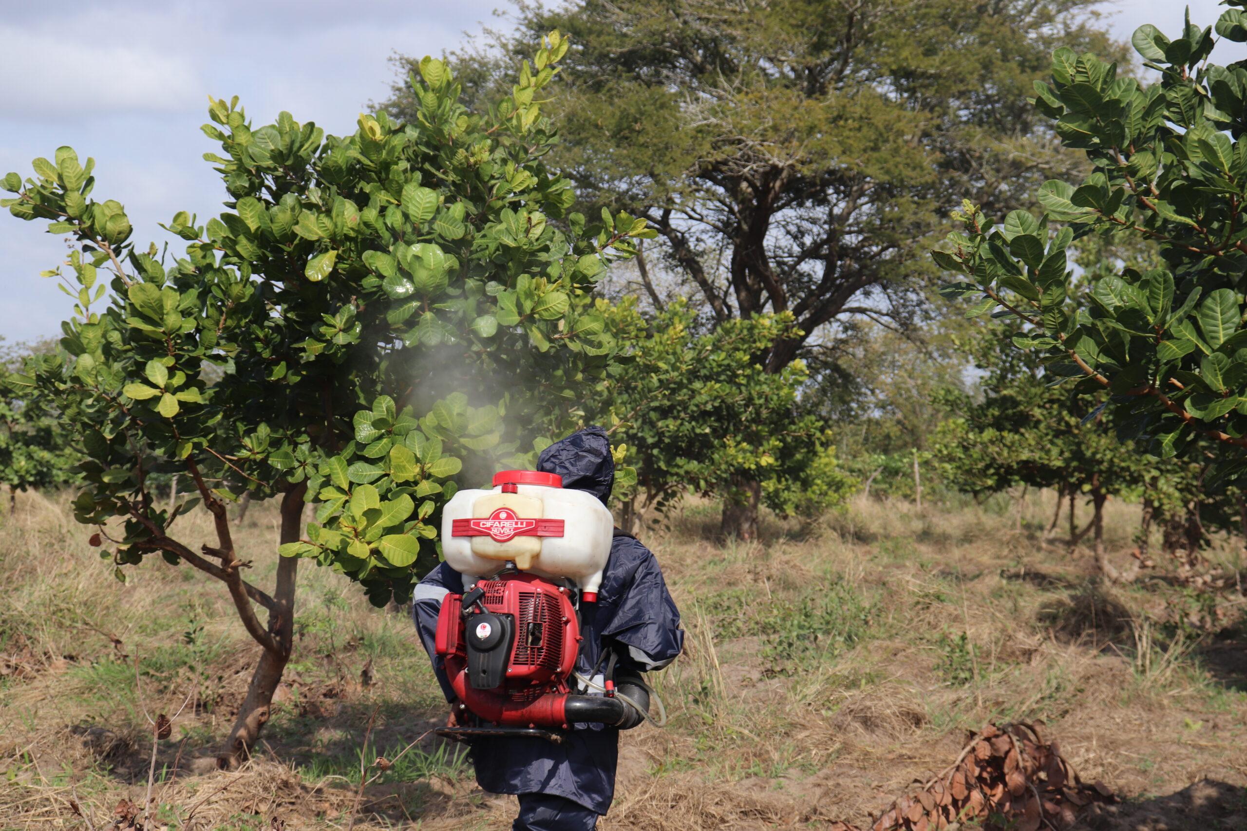 Lançada Campanha de Pulverização de Cajueiros na Província de Maputo