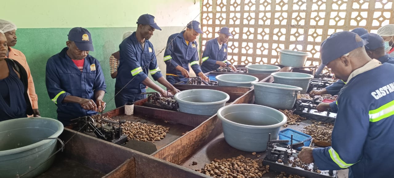 Produtores capacitados em matéria de processamento de amêndoas