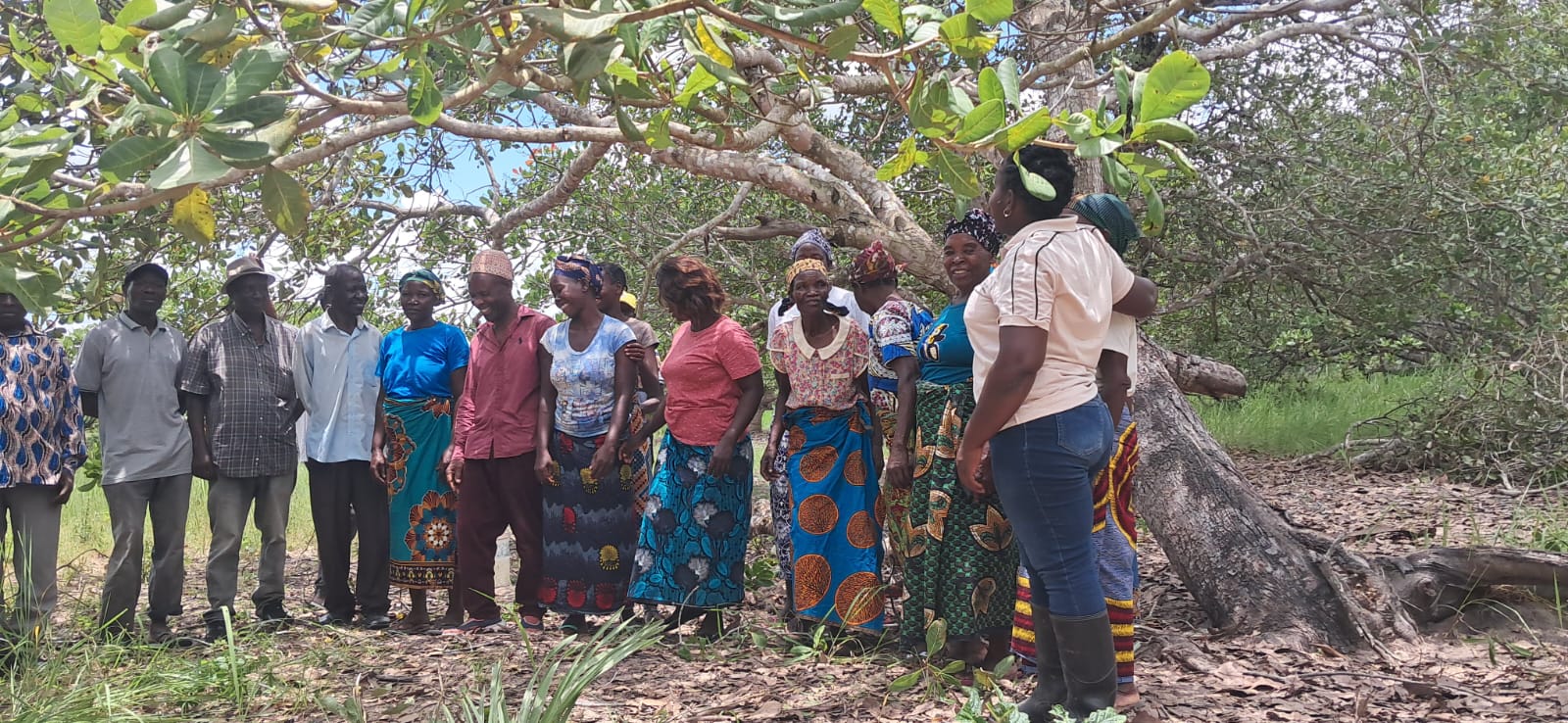 IAM, IP – Sofala capacita técnicos sobre Maneio Integrado de Caju